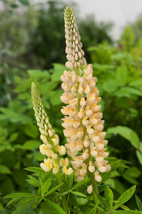 Visuel 1 du produit Lupin ‘Chandelier’ - Le pot de 2 litres