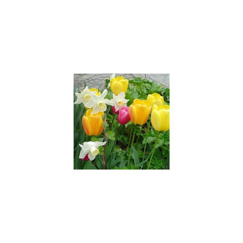 Visuel 1 du produit Plantes bulbeuses en mélange - La coupe