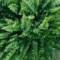 Visuel 1 du produit Nephrolepis Boston. Le pot de Ø 24 cm, forme ramifiée