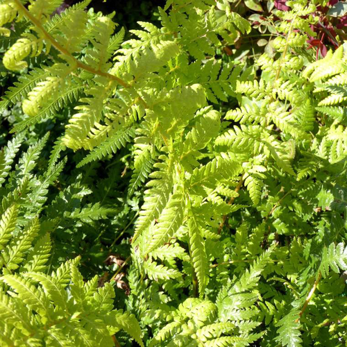 Visuel 1 du produit Fougère - Le pot de 10 litres