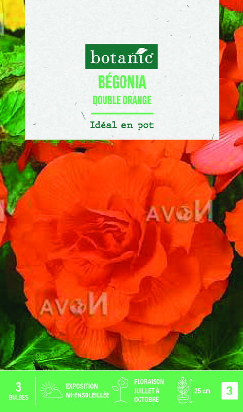 Visuel 1 du produit Bulbes de fleurs Bégonia double orange botanic® - 3 bulbes