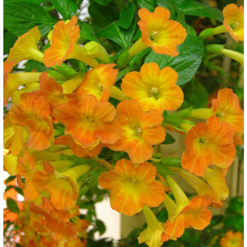 Visuel 1 du produit Streptosolen Jamesonii - Le pot de 3 litres