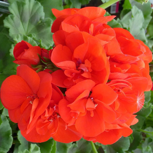 Visuel 1 du produit Géranium Zonal Label rouge multicolore. Le pot de 4,5 litres