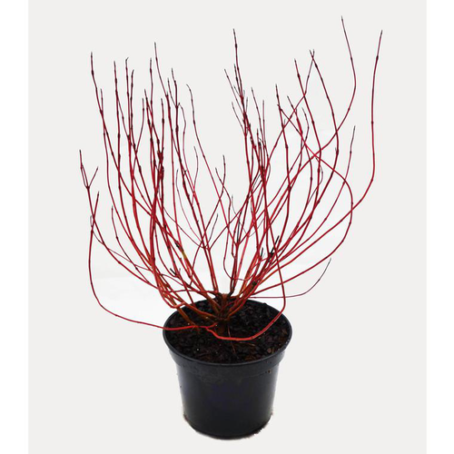 Visuel 1 du produit Cornouiller blanc Ivory Halo (Cornus Alba) 50/60. Le pot de 5 litres
