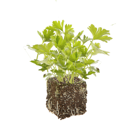 Visuel 1 du produit Persil Geant D'Italie Bio. La motte de 4x4 cm