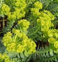 Visuel 1 du produit Euphorbia Erythrea. Le pot de Ø 17 x H 60 cm