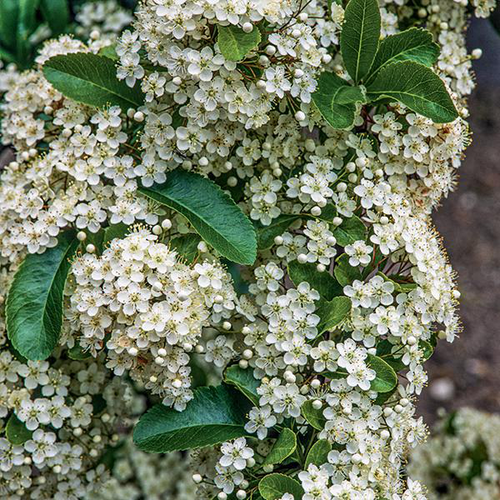 Visuel 2 du produit Buisson ardent Saphyr rouge® à baies rouges. Le pot de 7L