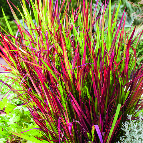 Visuel 1 du produit Imperata Red Baron rouge botanic®. Le pot de 2 litres