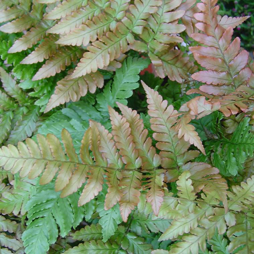 Visuel 1 du produit Fougere Gamme Générale - Le pot de 4 litres