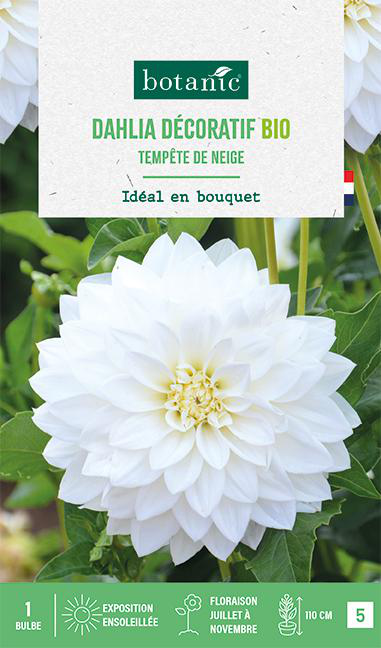 Visuel 1 du produit Bulbe de fleurs Dahlia décoratif Tempête de neige bio botanic® - 1 bulbe