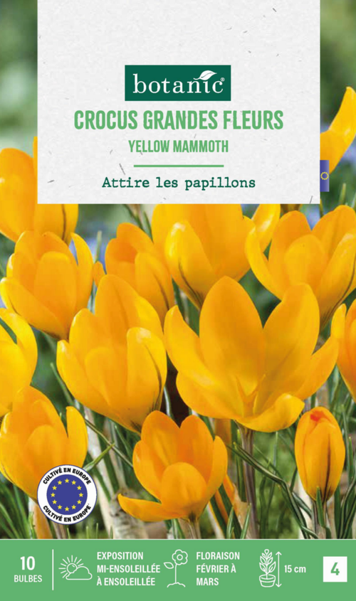 Visuel 1 du produit Crocus Mammoth en mélange botanic® - 10 bulbes