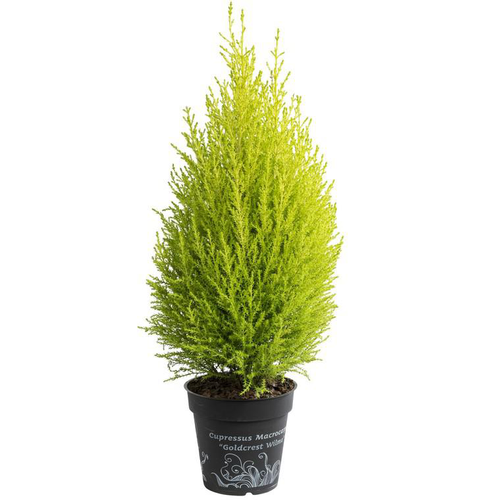 Visuel 1 du produit Cupressus Gold Crest - Le pot de 3 litres