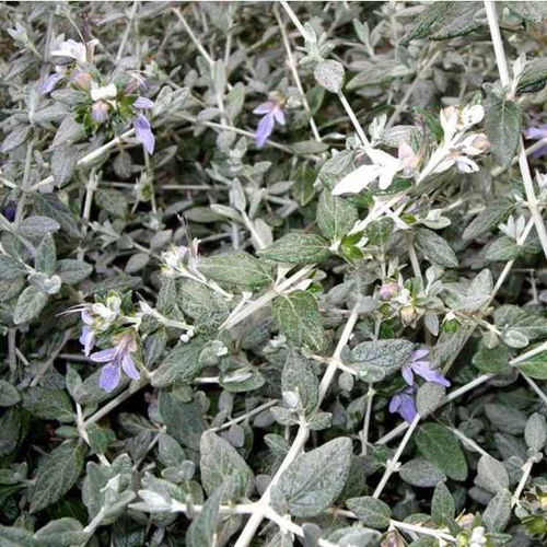 Visuel 1 du produit Germandrée Arbustive ou Teucrium Fruticans bleu. Le pot de 3 litres