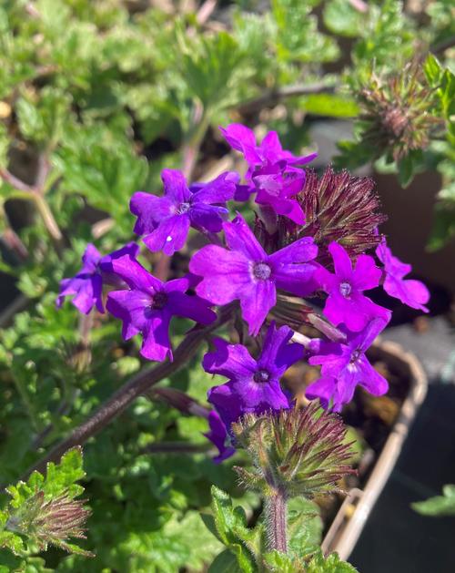 Visuel 1 du produit Verveine ‘Homestead Purple’ - Le pot de 2 litres