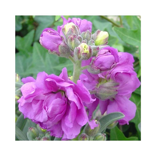 Visuel 2 du produit Giroflée de Nice - Le pot de 2,5 litres