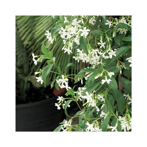 Visuel 1 du produit Jasmin étoilé. Le pot de 6 litres