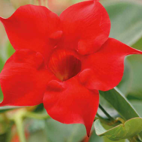 Visuel 1 du produit Dipladenia bella red compact - Le pot de 9 x 9 cm