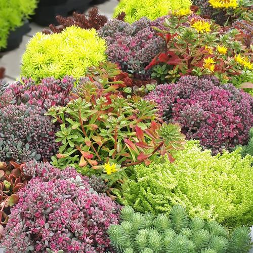 Visuel 1 du produit Sedum varié. Le pot de 1 litre