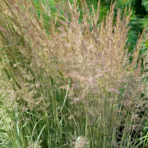 Visuel 1 du produit Calamagrostis Avalanche - Le pot de 2 litres