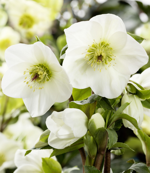 Visuel 1 du produit Hellébore Hgc® Ice N'Roses® White - Le pot de 2 litres