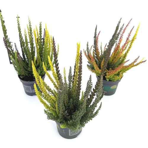 Visuel 1 du produit Erica Calluna Skyline Trio - Le pot de 10.5 cm