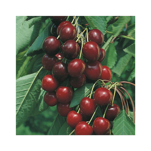 Visuel 1 du produit Cerisier Big. De La St Jean ® Gardel Bio. En racine nue, forme gobelet
