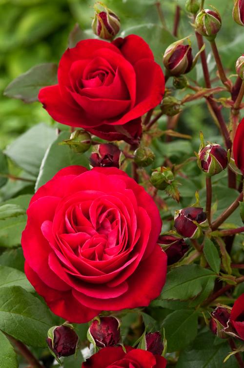 Visuel 1 du produit Rosier Mona Lisa ®. Le pot de 5 litres