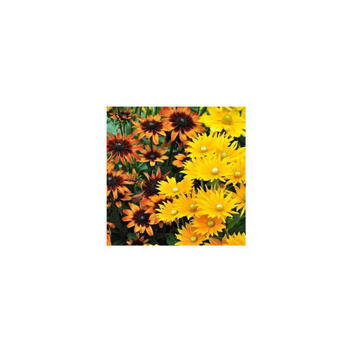 Visuel 1 du produit Rudbeckia annuel - Le pot de 1 litre