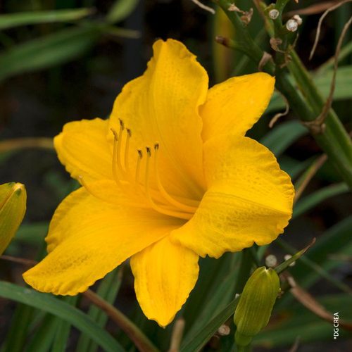 Visuel 1 du produit Hémérocalle 'Golden Prize' - Le pot de 2 litres
