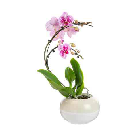 Visuel 1 du produit Plante orchidée Phalaenopsis boomerang - Ø 12 cm