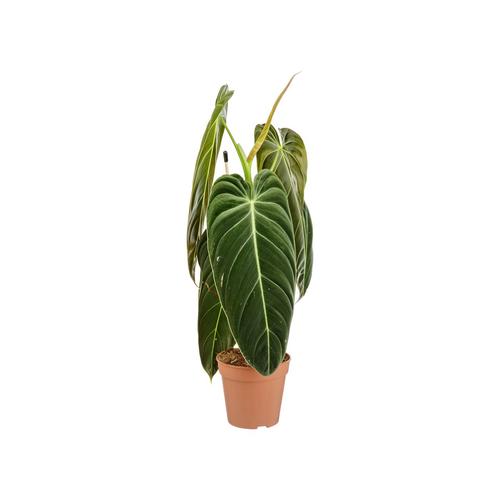 Visuel 1 du produit Philodendron Melanochrysum. Le pot de Ø 12 cm
