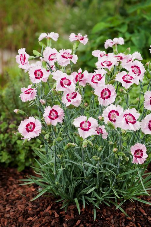 Visuel 1 du produit Œillet mignardise CHERRY DAIQUIRI - Le pot de 2 litres