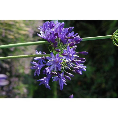 Visuel 2 du produit Agapanthe Bleue. Le pot de 2 litres