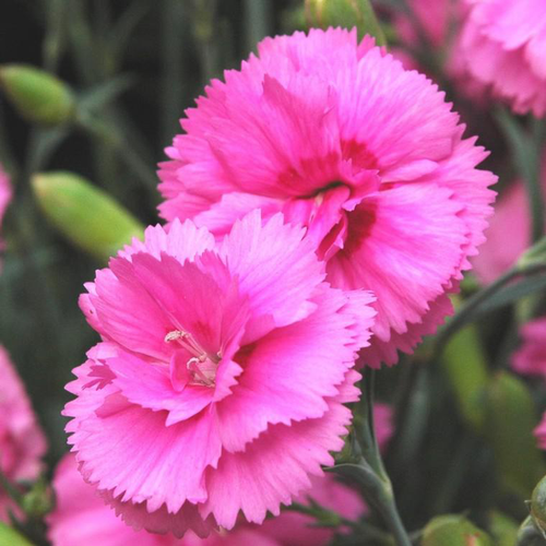 Visuel 1 du produit Œillet nain - Le pot Theo de 4,5 litres