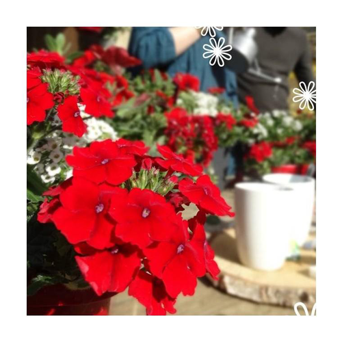 Visuel 1 du produit Thème Macaron - La jardinière de 40 cm