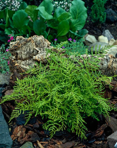 Visuel 1 du produit Fougère Dryopteris filix-mas - Le pot de 2 litres