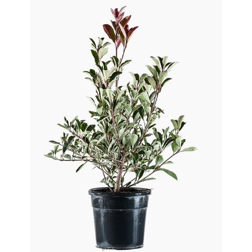 Visuel 1 du produit Photinia Fraseri Pink Marble® rose 80/100. Le pot de 10 litres