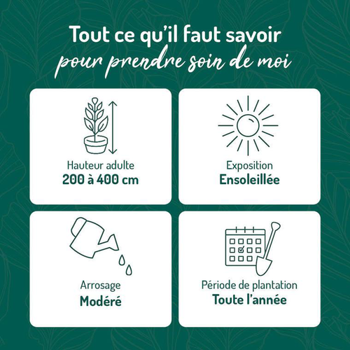 Visuel 2 du produit Jasmin étoilé. Le pot de 6 litres