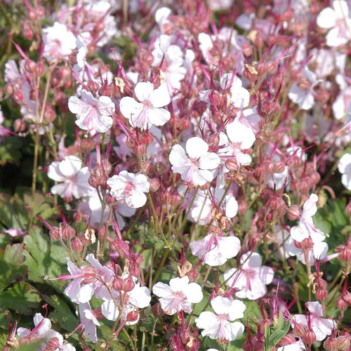 Visuel 1 du produit Géranium vivace Biokovo blanc en pot de 2 L