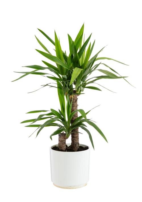 Visuel 1 du produit Yucca Elephantipes 2 pieds. Le pot de Ø 21 cm