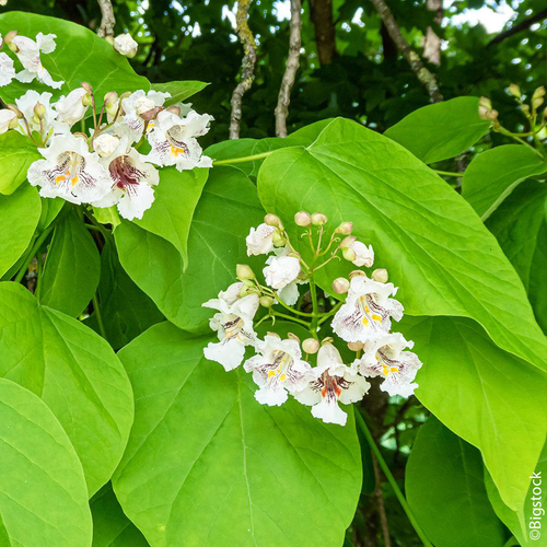 Visuel 1 du produit Catalpa commun botanic® vert. Le pot de 10 litres