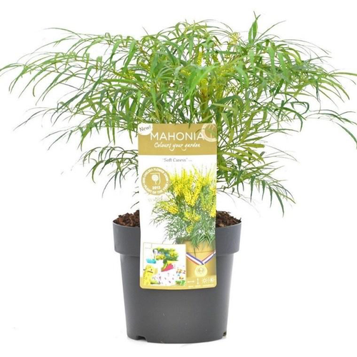 Visuel 1 du produit Mahonia Eurybracteata Soft Caress 25+. Le pot de 3 litres