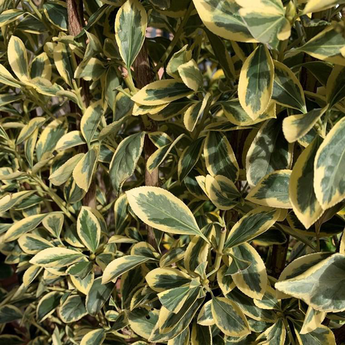 Visuel 1 du produit Fusain du Japon (Euonymus Japonicus) Bravo 40/50. Le pot de 3 litres