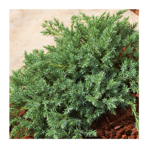 Visuel 1 du produit Genévrier Blue Carpet - pot 2 L