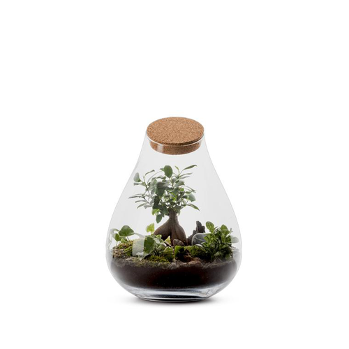 Visuel 1 du produit Terrarium Pagoda Ginseng en verre transparent Naturalys taille M