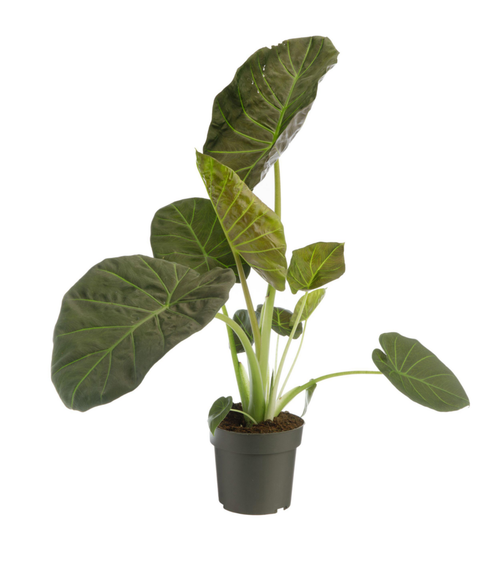 Visuel 1 du produit Alocasia Regal Shield vert. Le pot Ø 19 cm