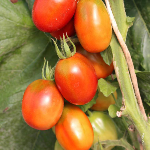 Visuel 1 du produit Tomate cocktail en grappe Prune Noire bio. Le pot de 10,5 cm