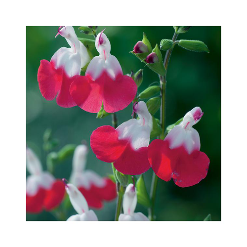 Visuel 1 du produit Sauge vivace hot lips en pot de 3 litres