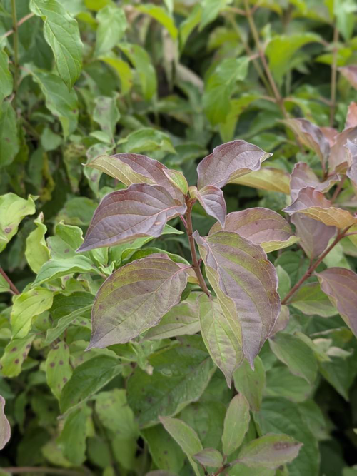 Visuel 2 du produit Cornus Sanguinea coloris orange – 3 L