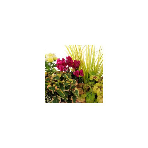 Visuel 2 du produit Mélange automnal - Le pack de 6 plants